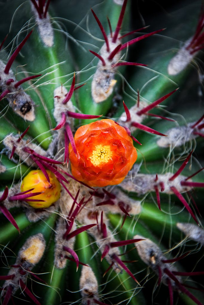 Blog 10 Close-up of a vibrant orange cactus flower with spiky thorns, showcasing nature's striking textures and colors.
